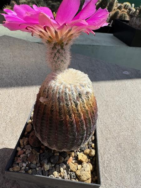 Echinocereus rigidissimus subs rubispinus